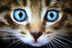 10 Ghost Facts That Will Freak You Out 6 cats-big-blue-eyes-cat-animals-free-wallpapers-736x491