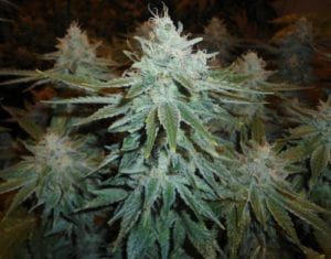 The Conspiracy against Marijuana and its Extraterrestrial "Origin" 2 1B606FEF DC0B 472B AE68 78D5A789C3EF