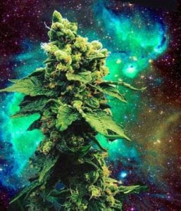 The Conspiracy against Marijuana and its Extraterrestrial "Origin" 3 47BECDC6 7886 41CD 9DBA D44D20C6CFC8