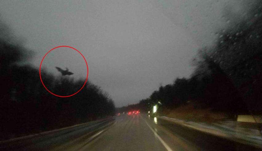 The Jersey Devil is photographed in Pennsylvania (real photograph of jersey devil)