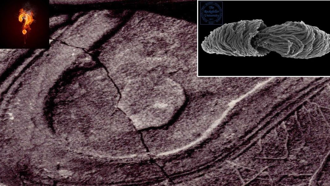 200 Million Year Old Fossil With a Shoe Print Found in Nevada