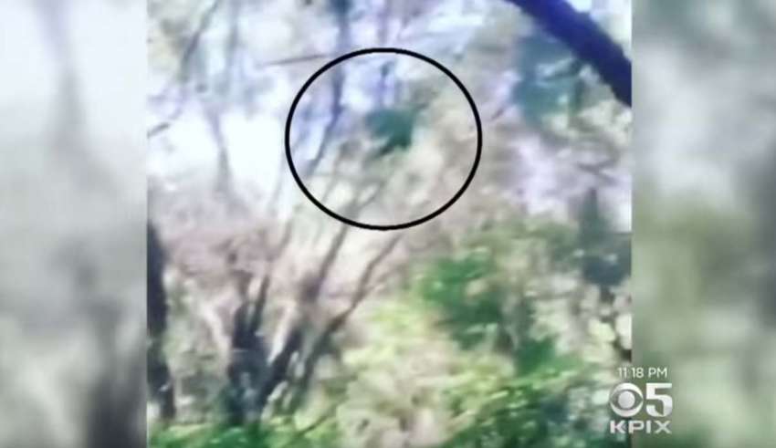 Authorities warn of the presence of a mysterious creature in a California forest
