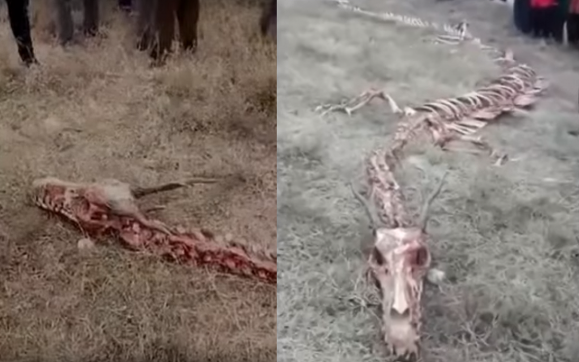 Video: Discovered a skeleton of a Dragon of 18 meters in China ? Real or fake ?