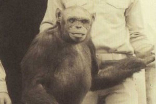 Recognized scientist assures that a human and chimpanzee hybrid was born in a US laboratory