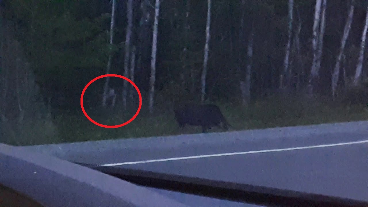 What is this “Mysterious creature” that appears in the Forest? (Video)