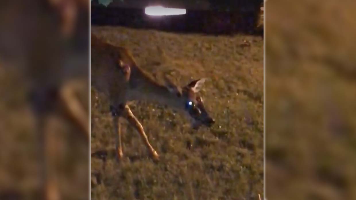 They record a zombie deer in the garden of a house in the United States, will the infection started to humans?