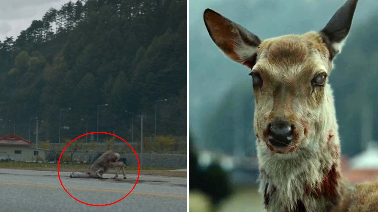 Scientists warn that a zombie virus of animal origin could spread to humans.