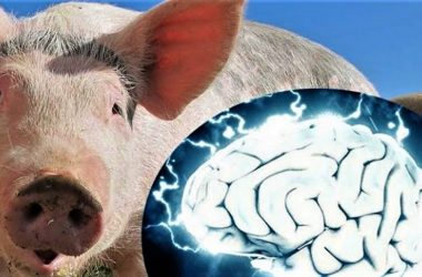cerebro cerdo portada