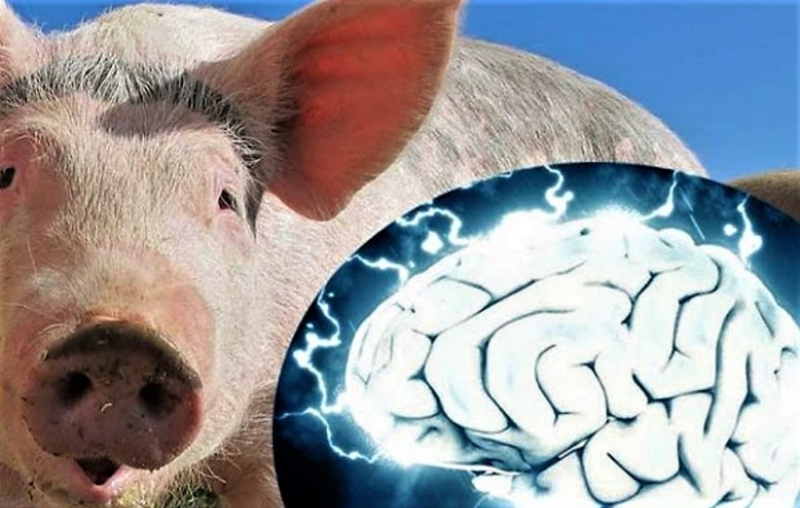 Scientists revived the brains of pigs who died a few hours ago
