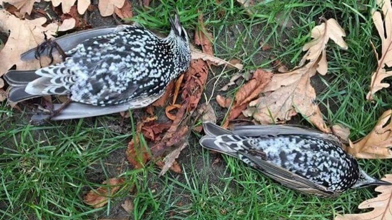 Hundreds of birds died during test of a 5G antenna in the Netherlands