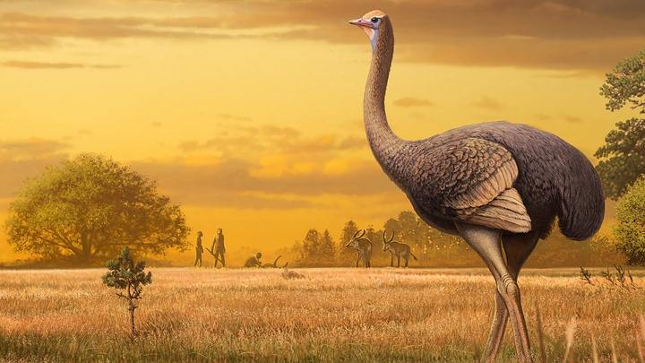 Paleontologists found the fossil remains of a giant bird: more than three meters high and half a ton of weight
