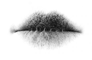 ilusion lips tree roots
