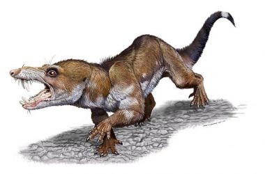 scrat pseudotherium