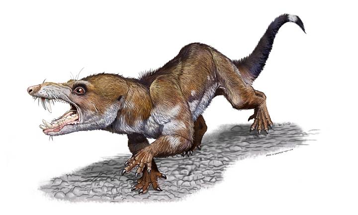 Paleontologists discovered a   new prehistoric species named Pseudotherium argentinus identical to Scrat of ‘The Ice Age’