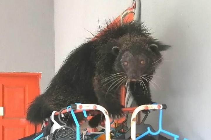 Binturong: A Strange creature that looks like a cat, otter, and bear