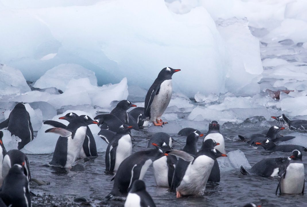 Microplastic remains detected in Antarctic penguins for the first time