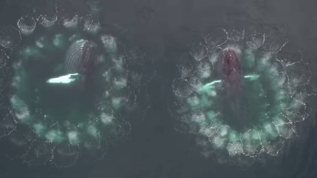 Amazing underwater video shows a whale using bubble nets as hunting traps
