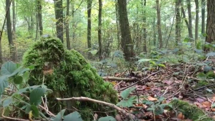 The mysterious monument that inspired JRR Tolkien and JK Rowling found in a British forest