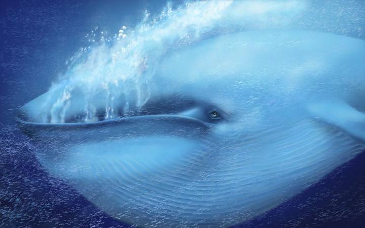The heartbeat of a blue whale is recorded for the first time