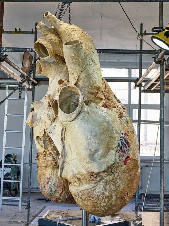 Blue whale heart. With a weight of 200 kg, it was extracted from a specimen that found its final destination on the coast of Newfoundland, Canada, in 2014. heartbeat of a blue whale is recorded