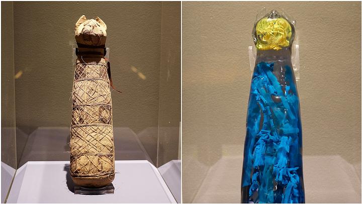 Archaeologists scan a mummified Egyptian cat and get a surprise