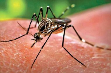 mosquito aedes aegypti produce enfermedad