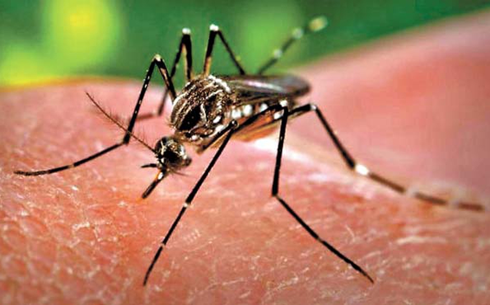 First Case Of Sexually Transmitted Dengue Confirmed In Spain
