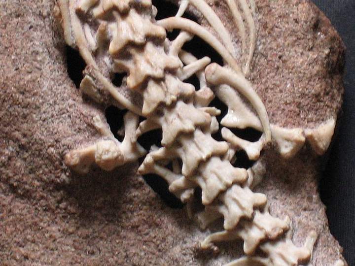 Researchers reveal what the skull of the biblical snake Najash was like