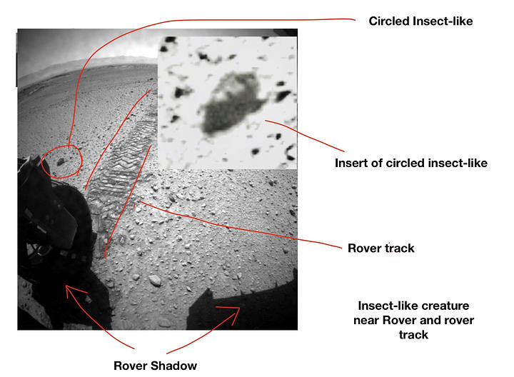 A renowned entomologist William Romoser, demonstrates the existence of insects on Mars 1 A renowned entomologist William Romoser, demonstrates the existence of insects on Mars