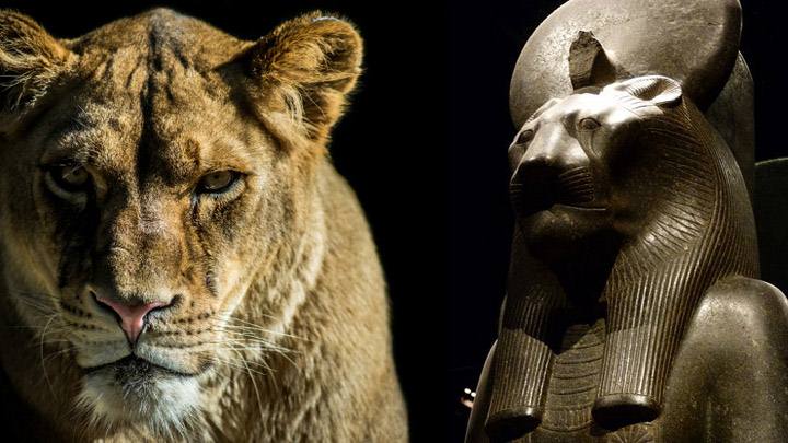 A Mummified Lion is discovered in Saqqara, Egypt