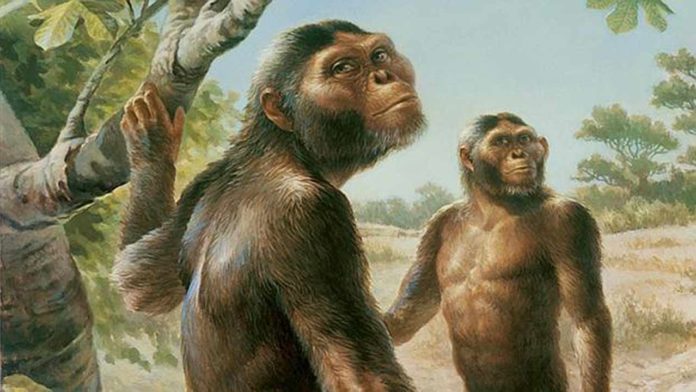 Researchers found Fossils of 7 million years old primates that walked like humans 1 Researchers found 7 million years old primates that walked on their 2 feet