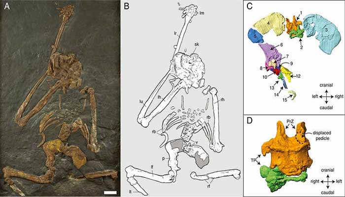 Researchers found Fossils of 7 million years old primates that walked like humans 2 Researchers found 7 million years old primates that walked on their 2 feet