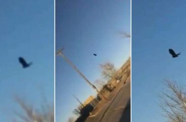 cuervo inmovil cielo 850x491 1