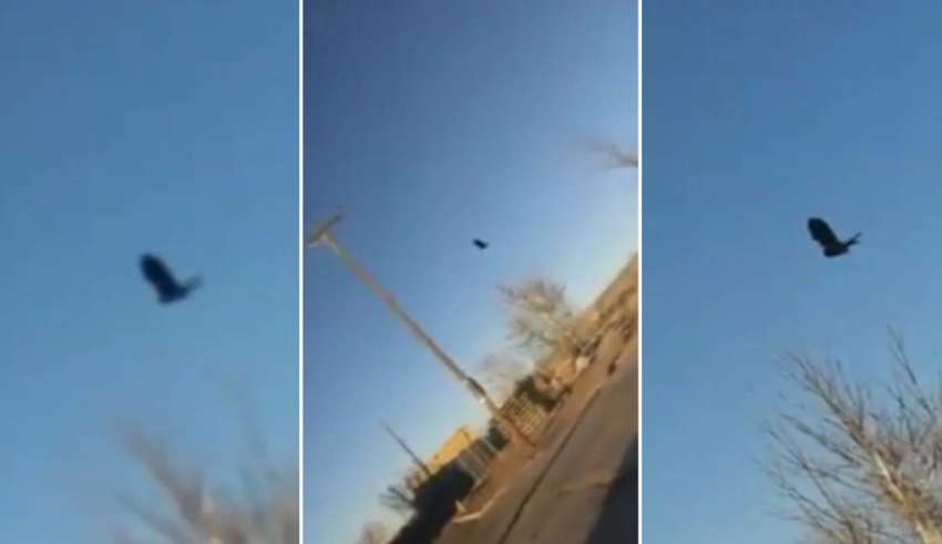 A glitch in the Matrix: A still raven recorded in the sky