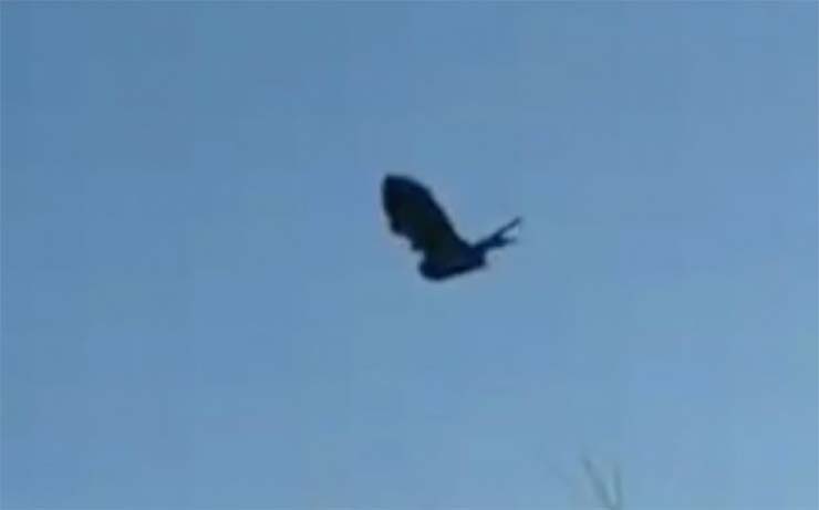 A glitch in the Matrix: A still raven recorded in the sky 1 A glitch in the Matrix: A still raven recorded in the sky