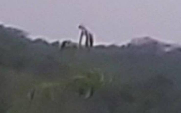 Citizens Photograph A Gigantic Creature On A Mountain In Mexico 1 Citizens Photograph A Gigantic Creature On A Mountain In Mexico