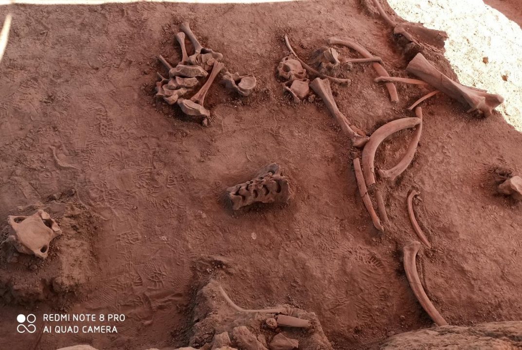 More than 60 Mammoth fossils found at the Santa Lucia airport