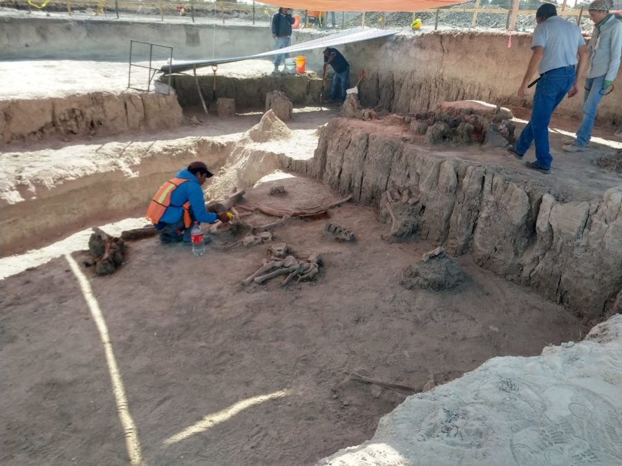 More than 60 Mammoth fossils found at the Santa Lucia airport 2 Mammoth fossils