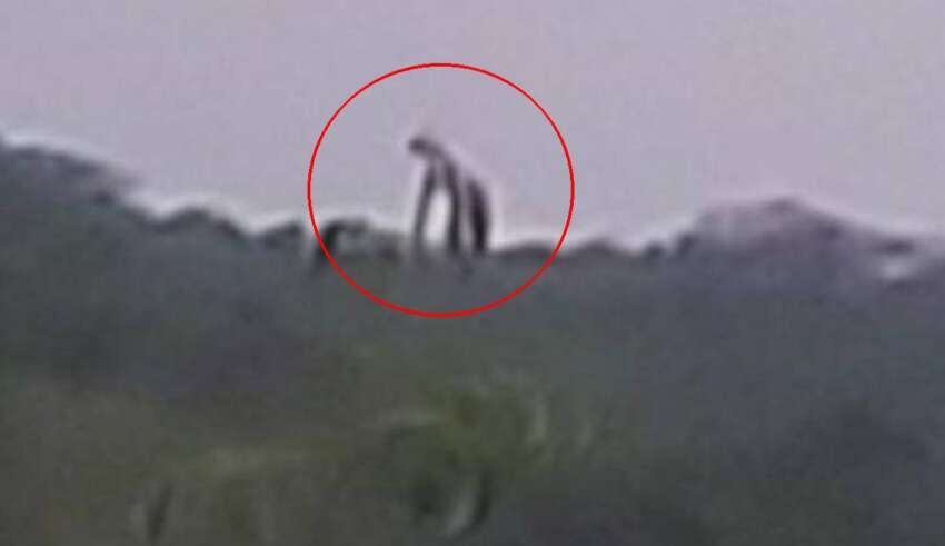 Citizens Photograph A Gigantic Creature On A Mountain In Mexico