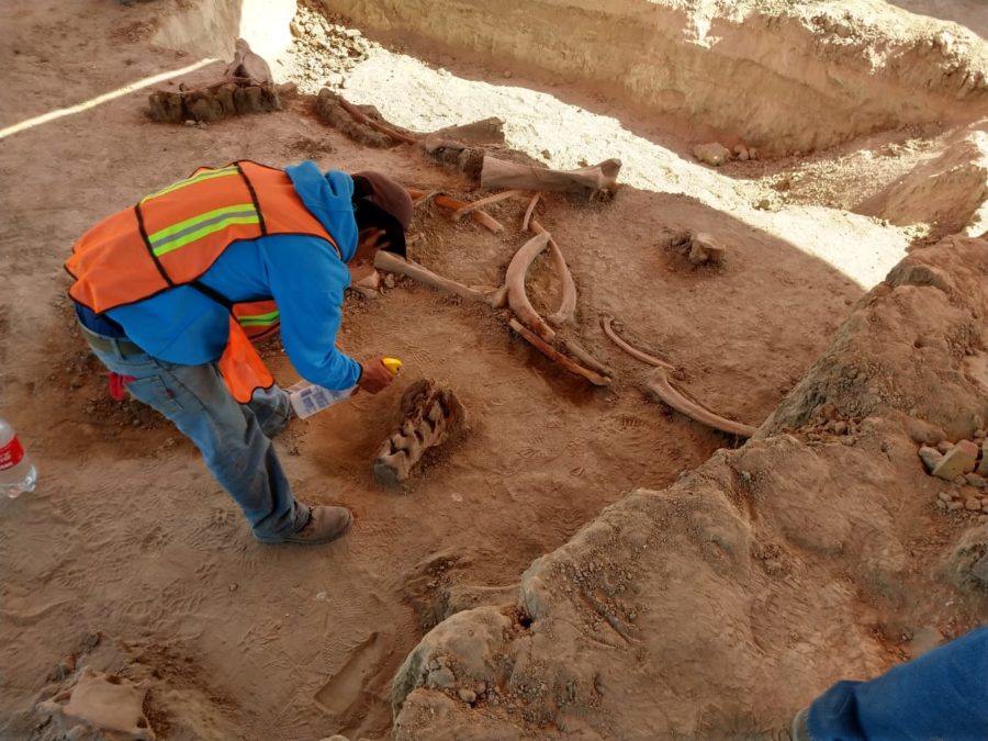 More than 60 Mammoth fossils found at the Santa Lucia airport 4 F26D80AF 6C2B 454E 8720 3196DC058308