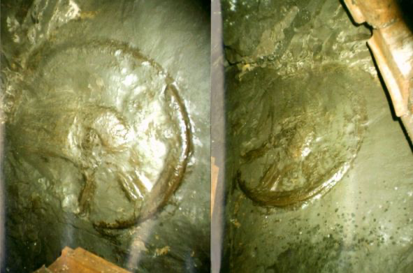 300 Million Year Old Wheel