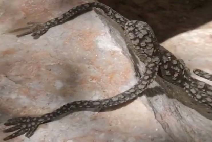 A woman finds a strange alien creature near Area 51