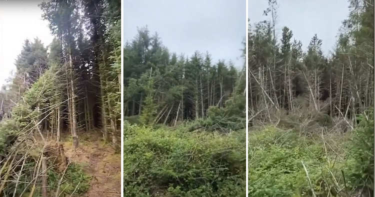 A man discovered a UFO landing site in the forest and heard strange screams
