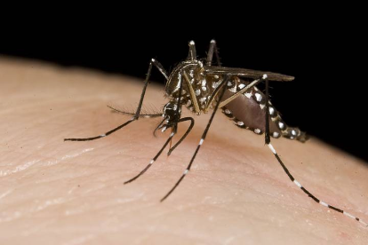 750 million genetically modified mosquitoes to be released in Florida