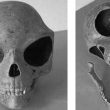 Cr neo de Sealand origen extraterrestr 2