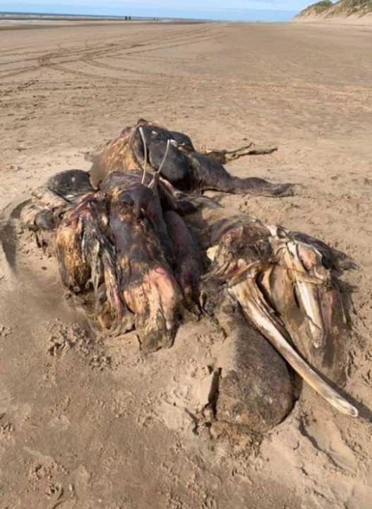 Ainsdale Anomaly :Unidentified 15 foot long creature found dead on a beach near Liverpool 3 Ainsdale Anomaly :Unidentified 15 feet long creature found dead on a beach near Liverpool