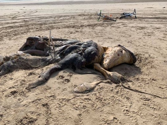 Ainsdale Anomaly :Unidentified 15 foot long creature found dead on a beach near Liverpool 2 Ainsdale Anomaly :Unidentified 15 feet long creature found dead on a beach near Liverpool