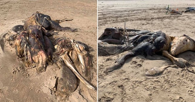 Ainsdale Anomaly :Unidentified 15 foot long creature found dead on a beach near Liverpool