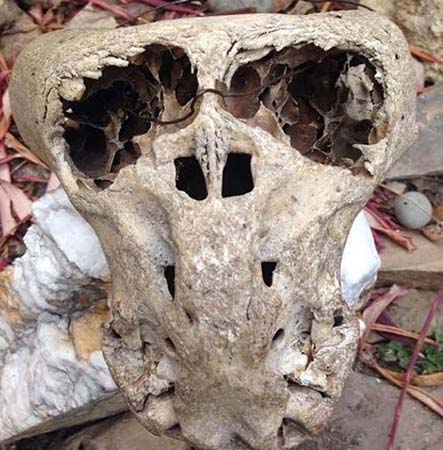 Mysterious skulls found in the briefcase of a Nazi secret society 4 dos craneos