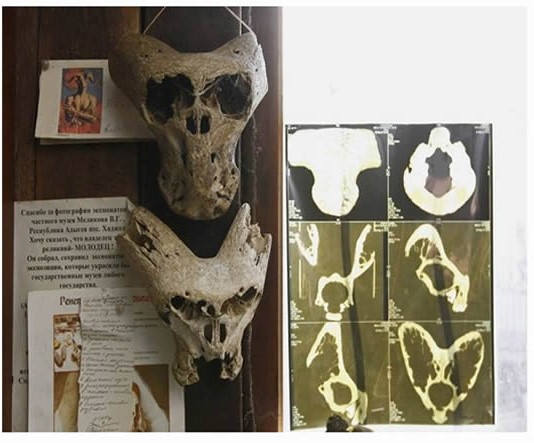 Mysterious skulls found in the briefcase of a Nazi secret society 1 Mysterious skulls found in the briefcase of a Nazi secret society